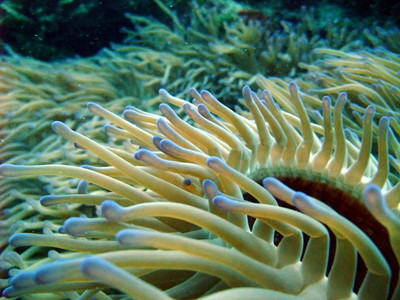 Great Barrier Reef