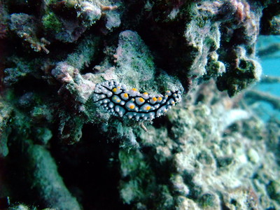 Great Barrier Reef