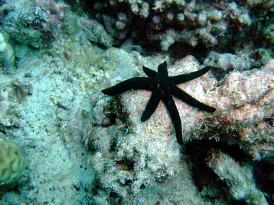 Great Barrier Reef
