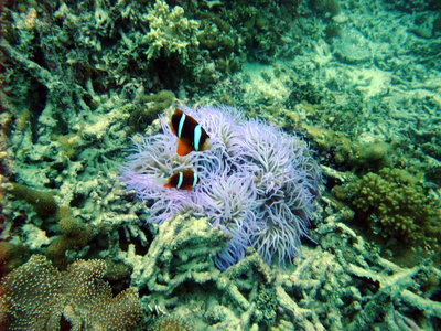 Great Barrier Reef