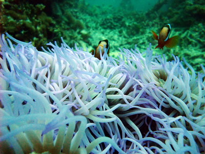 Great Barrier Reef