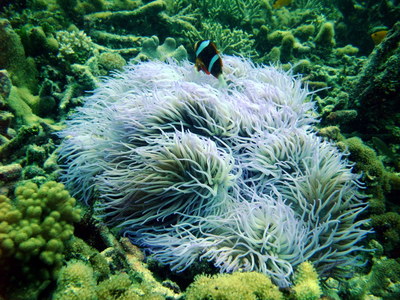 Great Barrier Reef