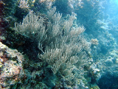 Great Barrier Reef