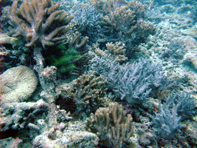 Great Barrier Reef