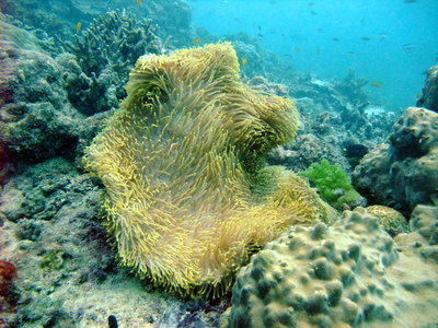 Great Barrier Reef