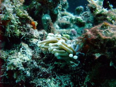 Great Barrier Reef