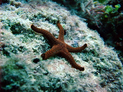 Great Barrier Reef