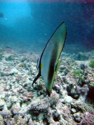 Great Barrier Reef