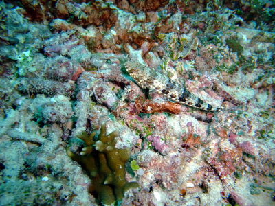Great Barrier Reef