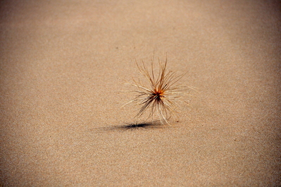 Tumbleweed