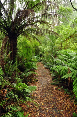 So many ferns on the trail