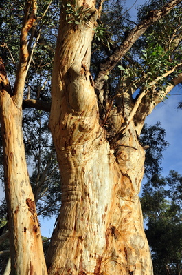 A cool gum tree