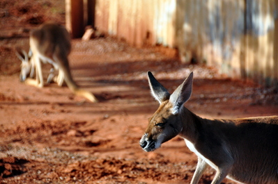 Kangaroos at the camel farm