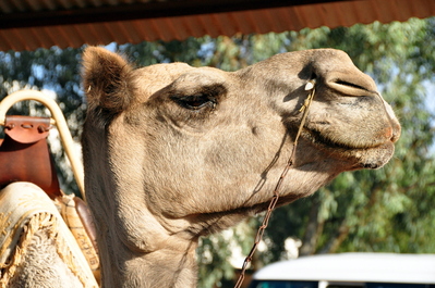 A camel