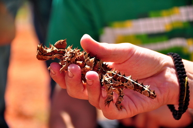 Thorny devil