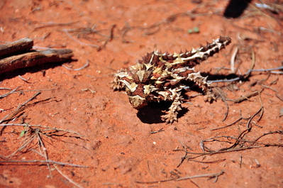 Thorny devil