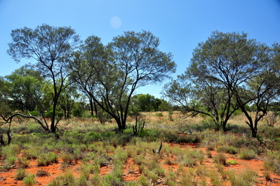 Landscape