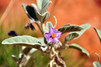 Cool flower