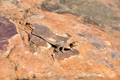 A friendly goanna (monitor lizard)
