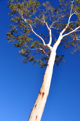 Gum tree