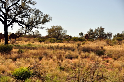 Four of the approximately two million wild camels in the Outback