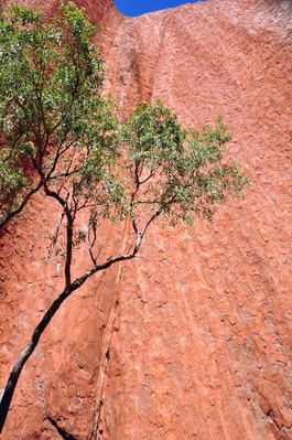 Tree and Uluru