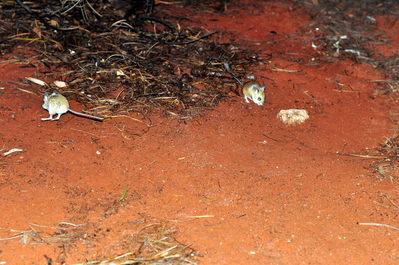 Kangaroo mice