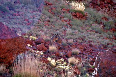 Euros/Wallaroos in the distance