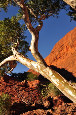 Cool gum tree