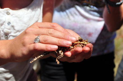 We saw dozens of thorny devils on the road