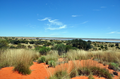 Lots of grass and shrubs near the salt lake