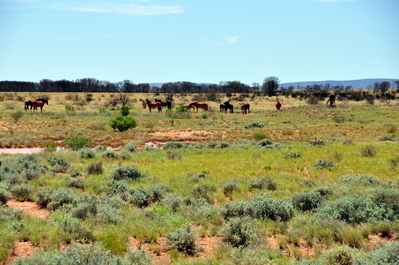 Wild horses