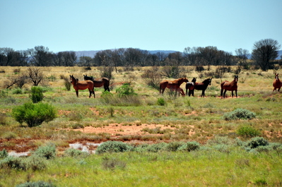 Wild horses