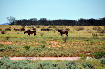 Wild horses