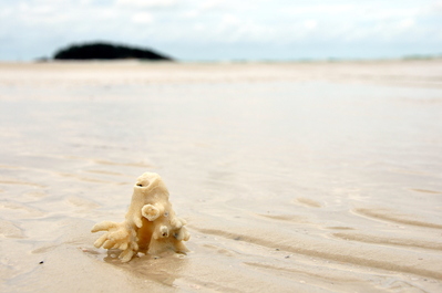 Some coral in the sand
