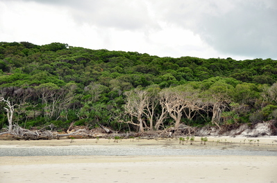 Cool trees