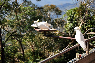 Noisy cockatoos