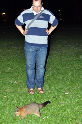 Patrick and the Possum