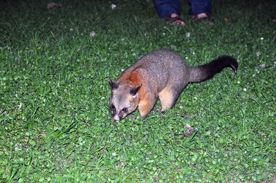 Mr. Possum