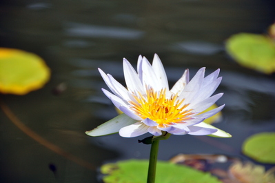 Botanical Gardens