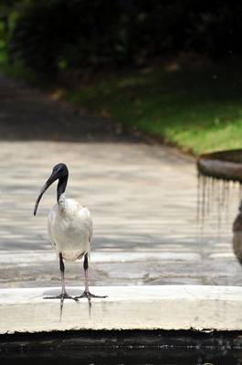 Crazy bird in the Botanical Gardens