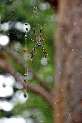 Terrifying spider