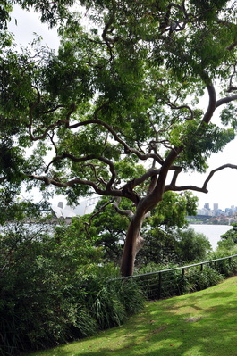 Lots of cool trees in the Botanical Gardens