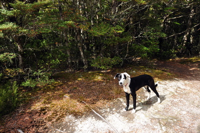 Jane was such a good dog all day