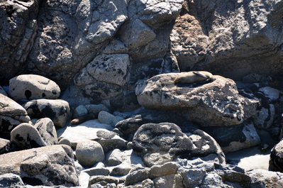 Seal on a rock
