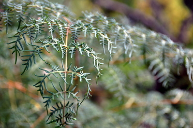 Pretty plants