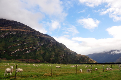 So many sheep