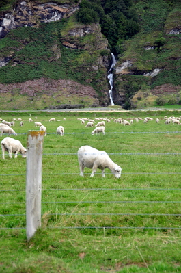 So many sheep