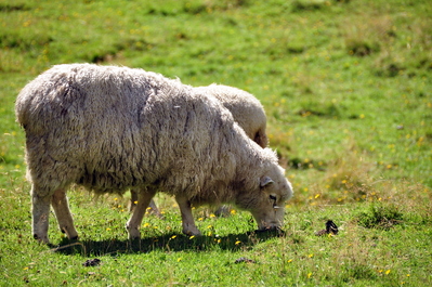 Awesome sheep