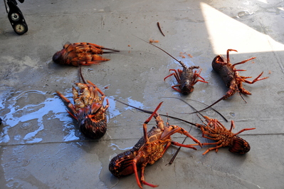 Rock lobster right out of the sack
